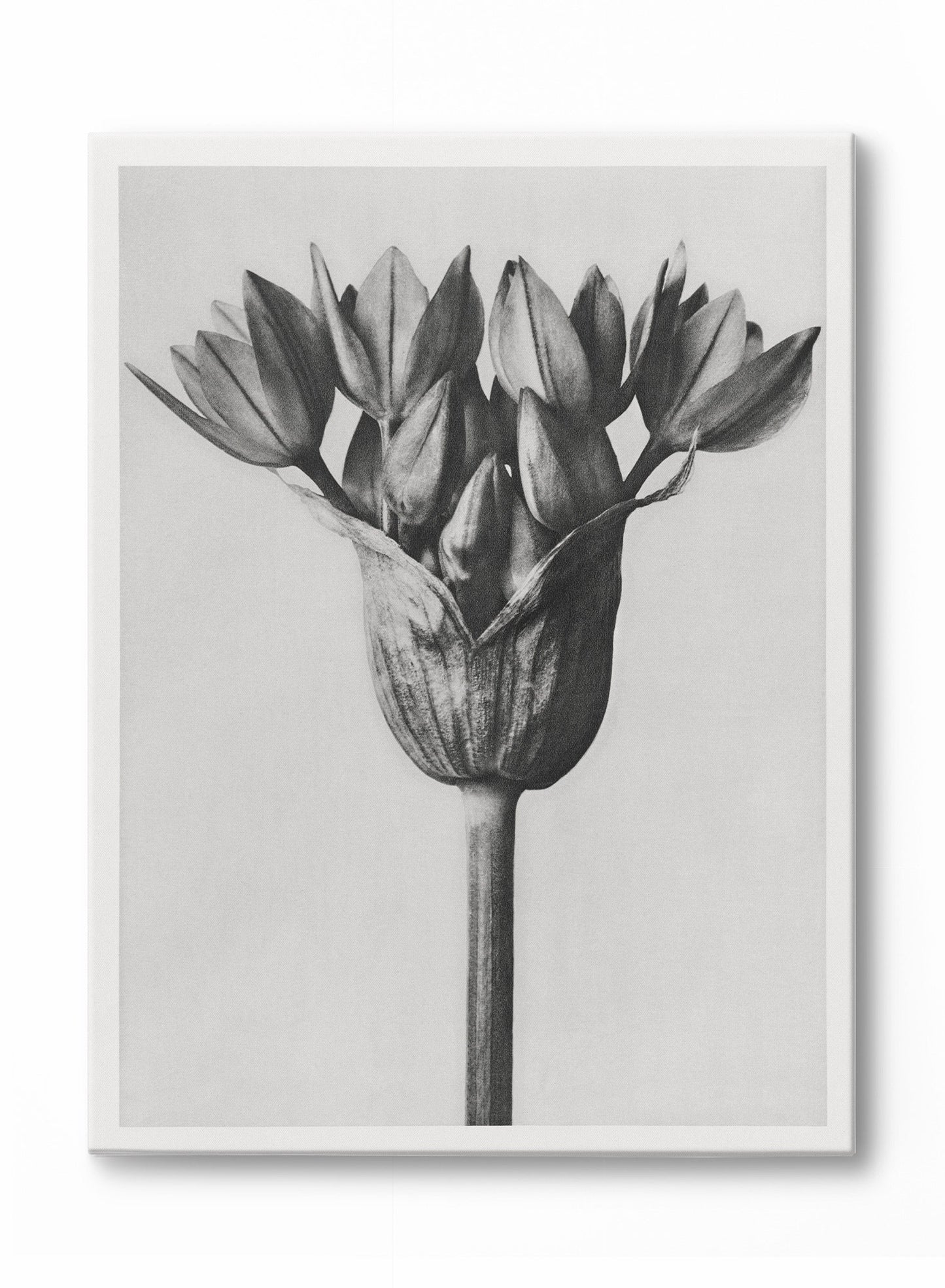 Moody Blossom, Poster