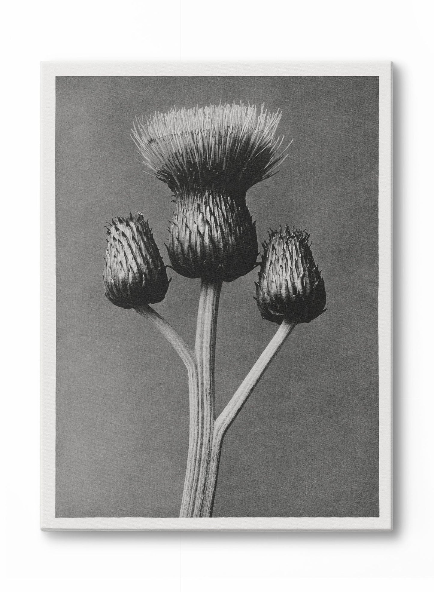 Dark Thistle, Poster